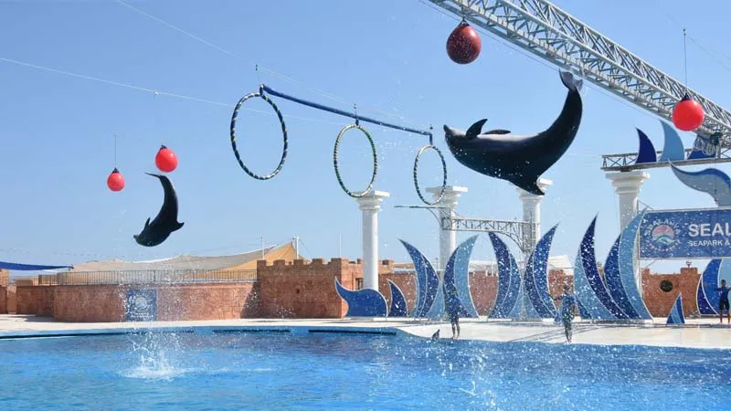 Alanya Dolphin Show from Belek