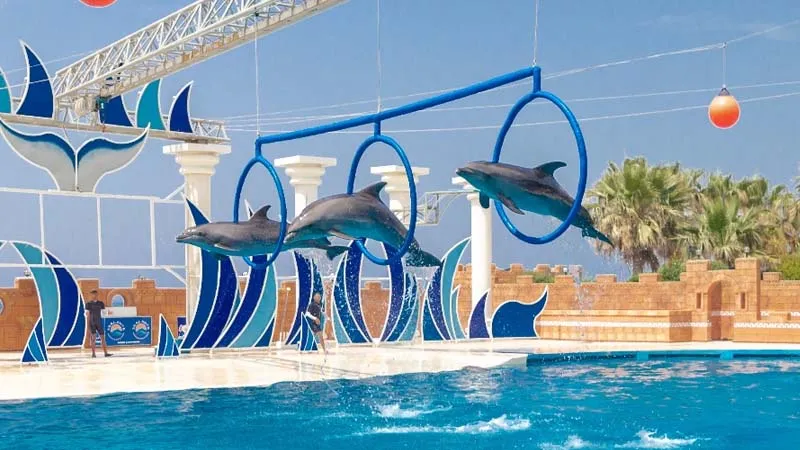 Alanya Dolphin Show - Image 3