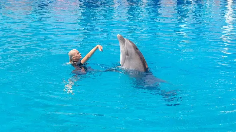 Alanya Dolphin Show - Image 4