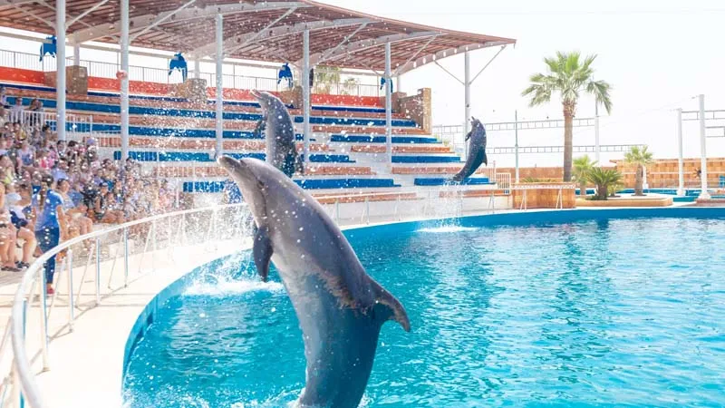 Dolphin Show - Image 3